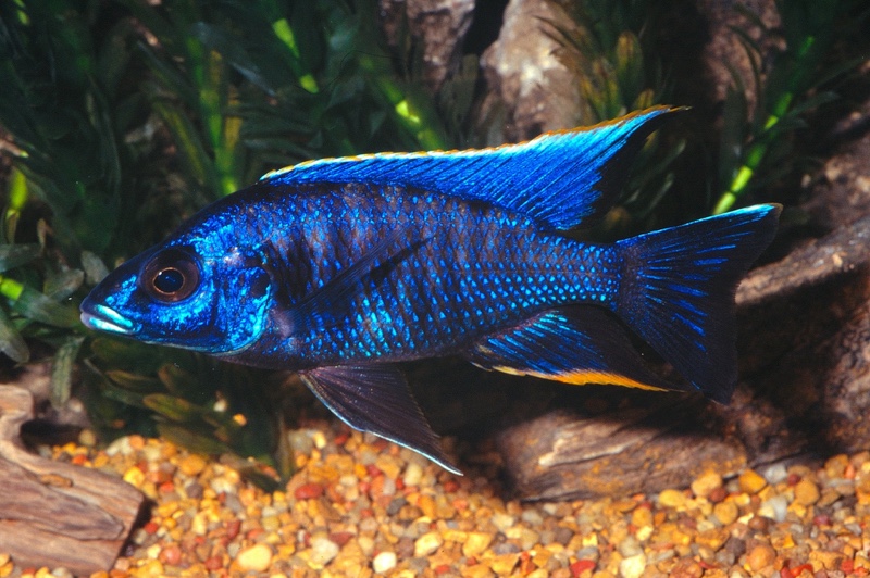 Otopharynx cf. lithobates 'Nakantenga Island'